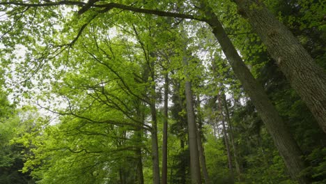 La-Vista-De-ángulo-Bajo-Revela-El-Encanto-Majestuoso-De-Los-árboles-En-El-Bosque-Negro,-Alemania