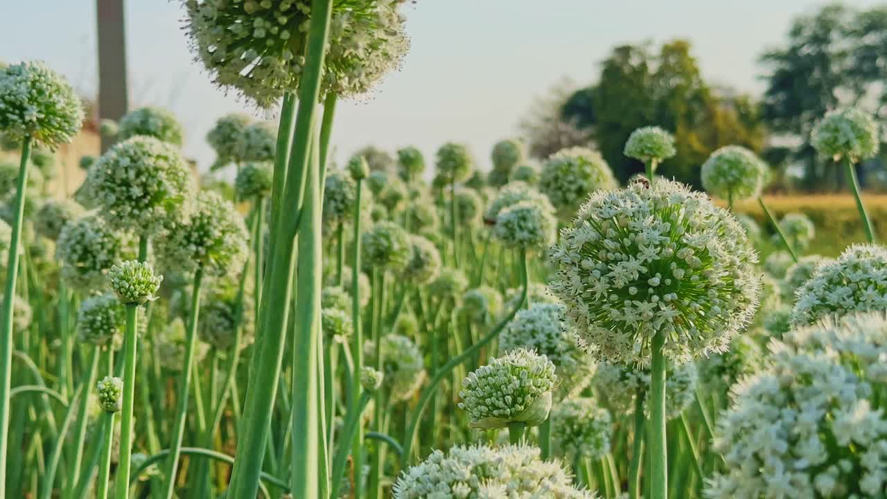 Vista ampla de plantas de cebola com cabeças de flores esféricas brancas balançando suavemente em caules verdes altos, a luz do sol criando realces suaves e profundidade por todo o campo florido