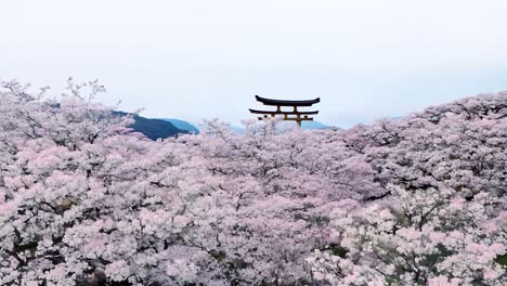 las pantallas de la cámara derecha revelan un templo japonés tradicional rodeado de hermosas cerezas rosadas en plena floración