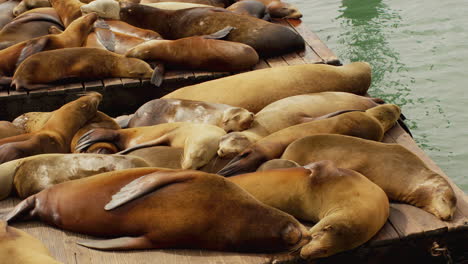 Un-Montón-De-Lindos-Leones-Marinos-Amistosos-Durmiendo-En-Cámara-Lenta-En-El-Muelle-Cerca-Del-Agua-En-Un-Puerto