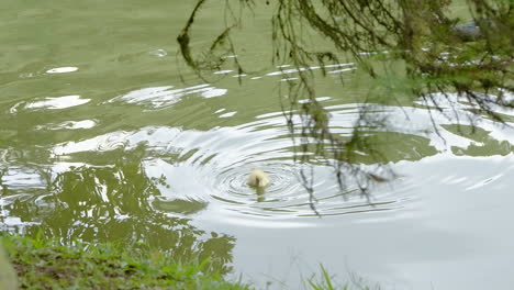 Babe-Yellow-Duckling-Swimming-on-a-Lake-in-Slow-motion-120-FPS-4K