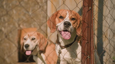 close-up of two dogs sitting behind a wire fence on a sunny day. both dogs appear calm and thoughtful, panting gently in the warmth, the background shows a rustic enclosure