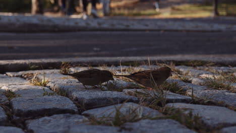 two house sparrow urban birds feeding on paved sidewalk in central park, manhattan new york city, people pedestrians walking in background