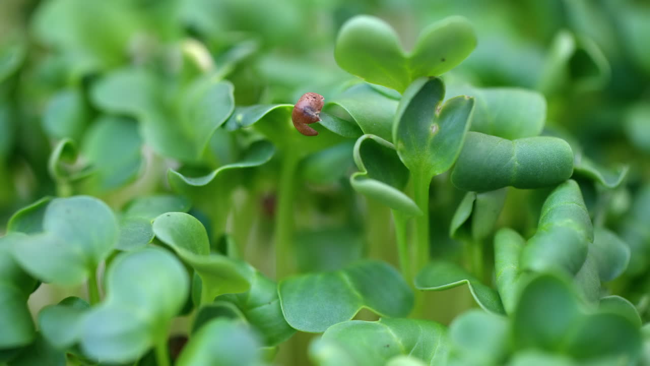 Coriander micro greens with seeds and leaveas close up