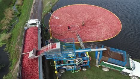 From-the-cranberry-bog,-cranberries-are-pumped-up-into-a-separator