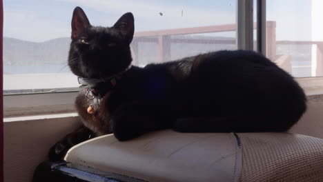 Pequeño-Gato-Negro-Durmiendo-Junto-A-La-Ventana