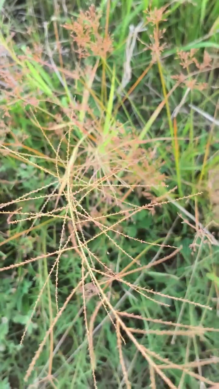 Primo piano di erba selvatica che ondeggia al vento