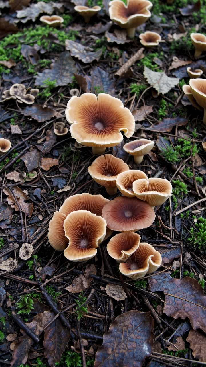 Close-up, top-down view of mushrooms on a forest floor, showcasing earthy tones and textures