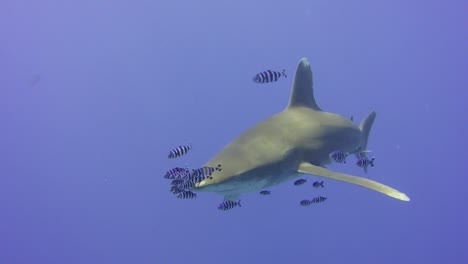 Ozeanischer-Weißspitzenhai,-Der-Mit-Tauchern-Im-Roten-Meer-Ägyptens-Schwimmt