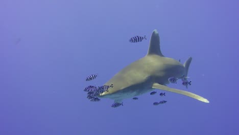 tiburón oceánico de punta blanca nadando con buzos en el mar rojo egipto