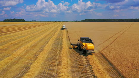 harvester machine to harvest wheat field working. combine harvester working on a wheat field.