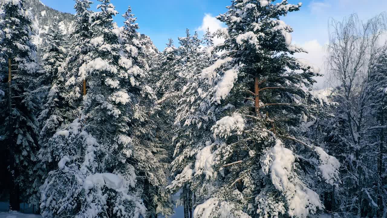 Krásná zimní lesní scéna se sněhem. Přelet nad zasněženými borovicemi.
