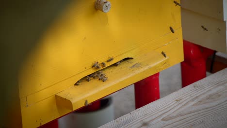 Closeup-of-bees-flying-in-and-out-of-a-bee-hive-in-4k-in-slow-motion