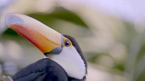 close up of a ramphastos toco bird with its beautiful long orange beak with a forest background