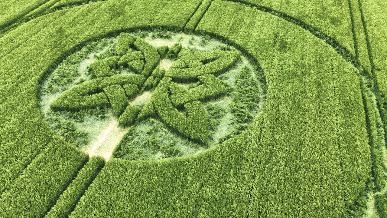 Sutton Veny Celtic knot crop circle pattern 2025 carved into malting barley field aerial view