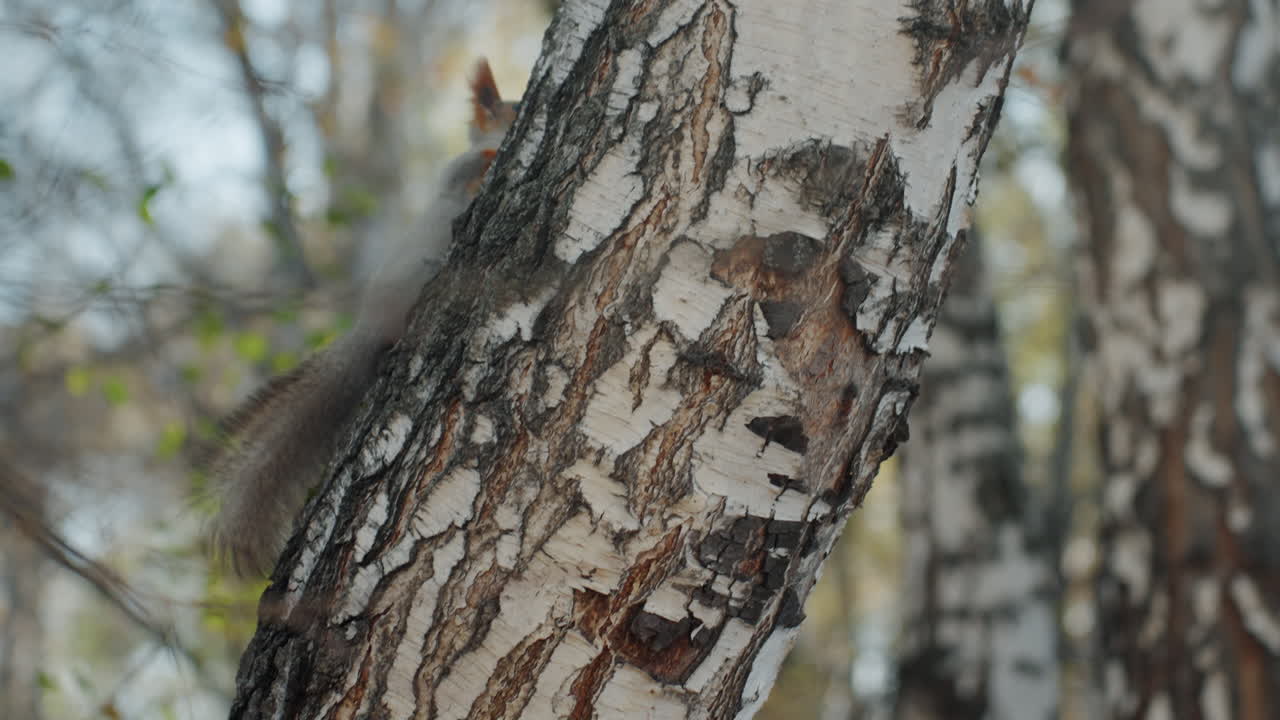 Squirrel on birch trunk snatcher scampering across textured bark, pausing to survey surroundings, leaping between branches, bushy tail flickering, autumn forest background with soft light and muted