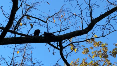 Cuervos-En-El-árbol-Con-El-Cielo-De-Fondo