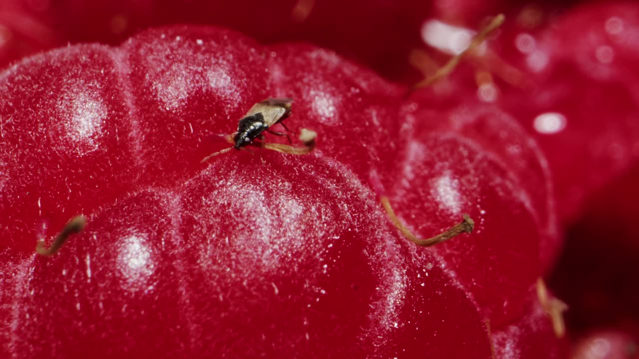 A closeup view of fresh, ripe raspberries, highlighting their vibrant color and delightful texture