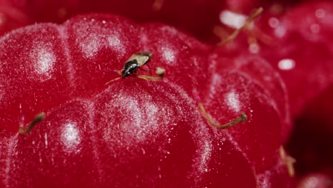 a closeup view of fresh, ripe raspberries, highlighting their vibrant color and delightful texture