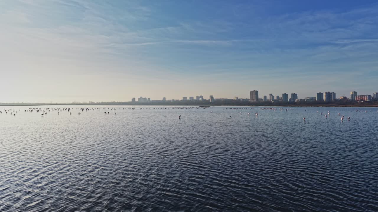 Flamingos gather near the water in a city landscape at dusk