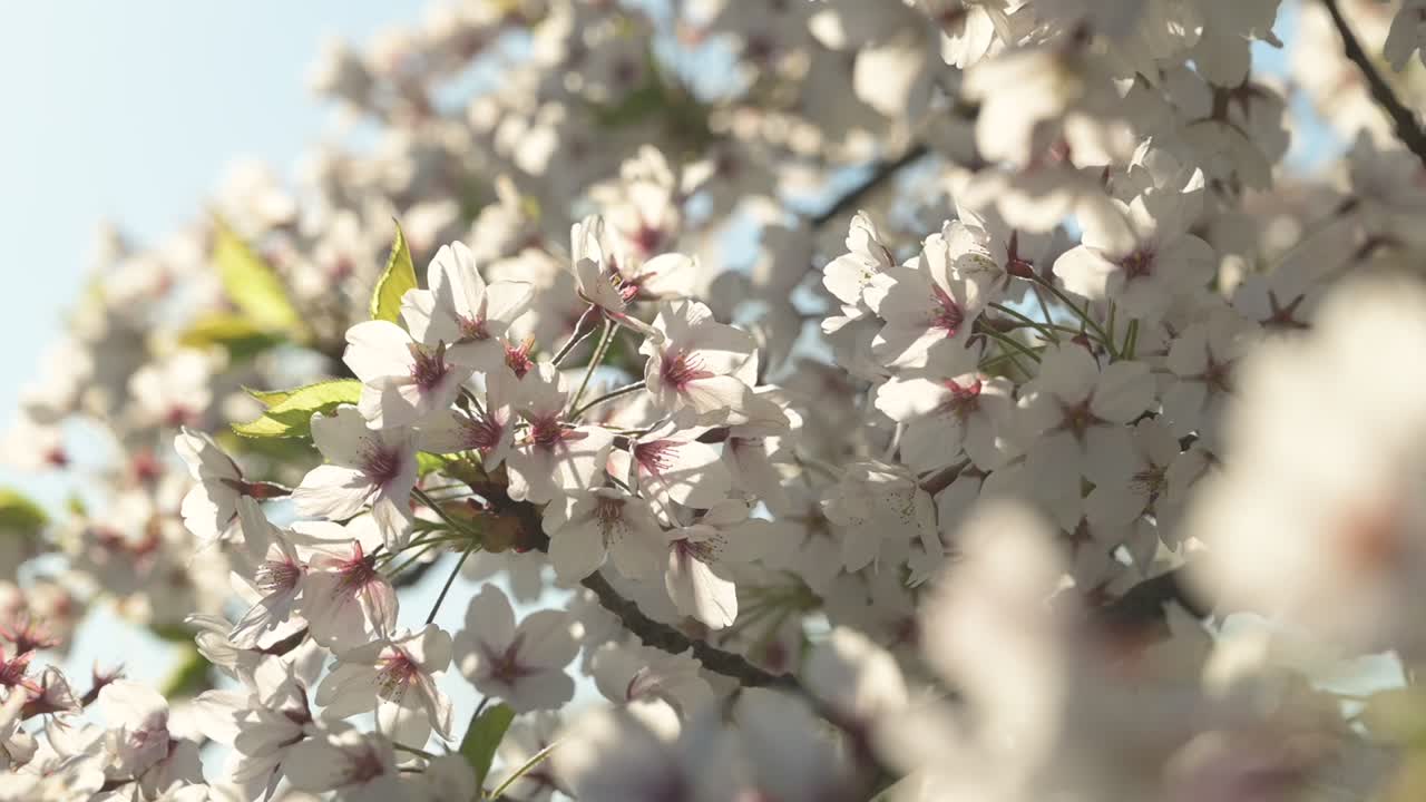vista en cámara lenta de los cerezos en flor en la soleada mañana de primavera