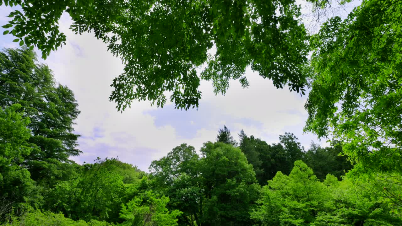 밝은 초록색의 봄 식물