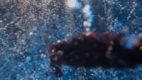 air bubbles cover thin shoots and driftwood in lake