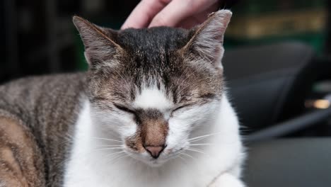 calico-cat-enjoying-cat-person-hand-petting-in-4k-resolution