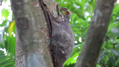 Colugo,-Conocido-También-Como-Lémur-Volador,-Agarrando-El-árbol-Con-El-Bebé-Moviéndose-Debajo-De-Su-Membrana-En-Un-Pequeño-Parque-Natural-En-Singapur---Toma-De-Primer-Plano