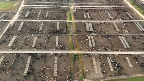aerial view of huge cattle concentrated animal feeding operation, cafo
