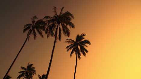 palmera de coco con hermoso cielo y espacio de copia