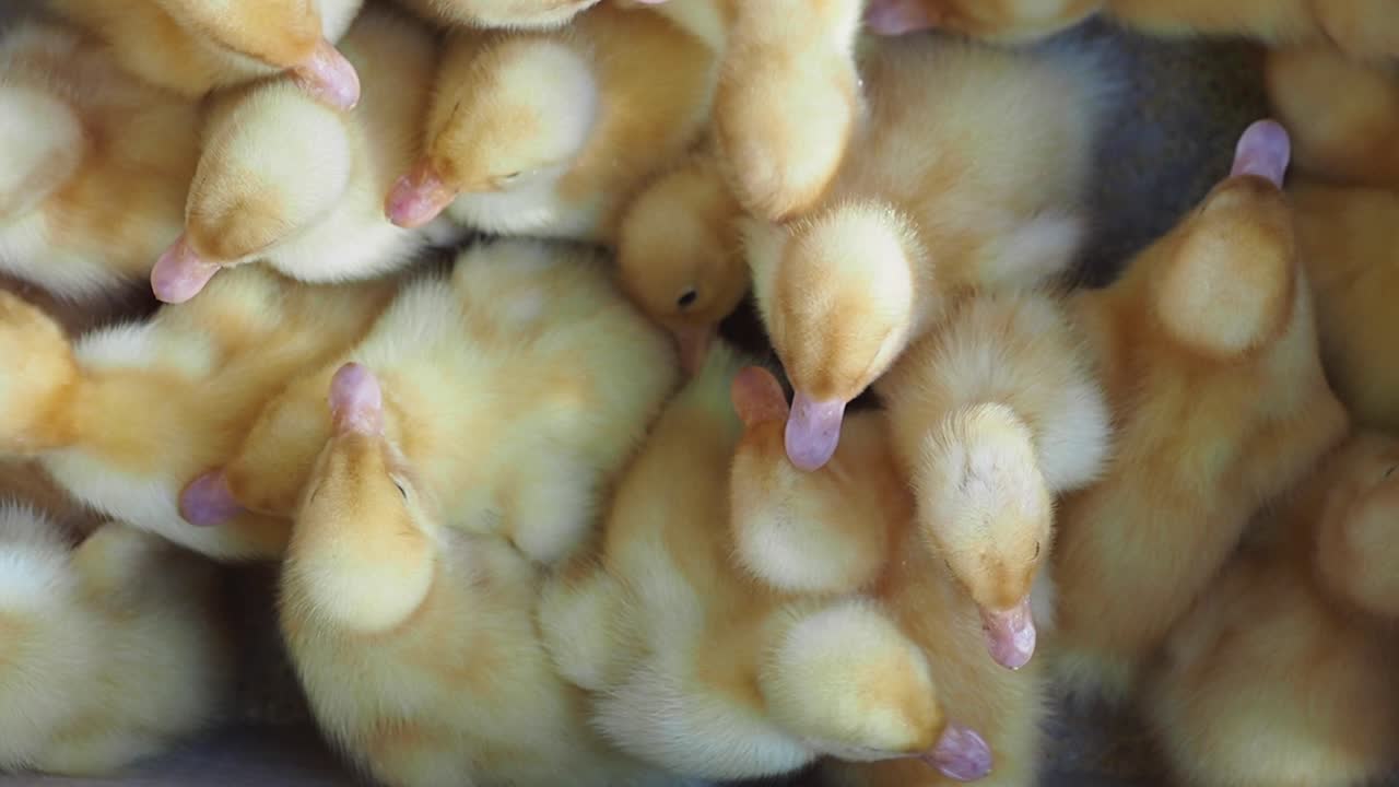 사랑스러운 노란 오리 새끼 한 무리가 함께 모여