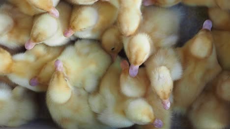 a group of cute yellow ducklings huddled together