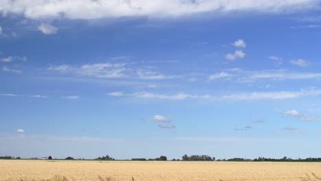 View-of-a-wheat-sown-field-on-a-sunny-afternoon,-some-patches-of-clouds-in-the-blue-sky