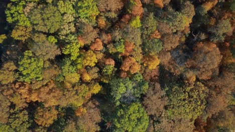 árboles-De-Otoño-Y-Otoño-En-Los-Suburbios-Del-Medio-Oeste