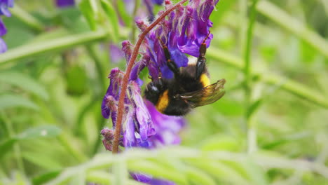 white tailed bumblebee resting on green leaf in garden