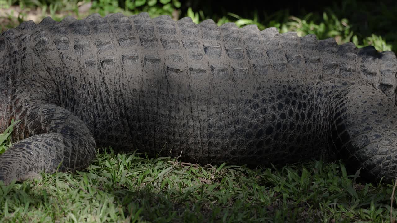 un cocodrilo acostado en la hierba, tomando el sol