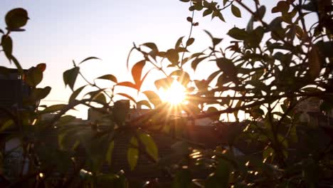 panning movement of the camera between the branches on the balcony