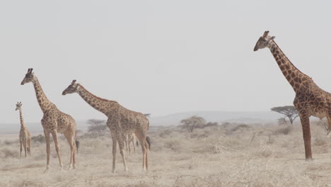 Ein-Turm-Aus-Gesunden-Giraffen,-Die-über-Die-Trockenen-Ebenen-Von-Tansania-Laufen
