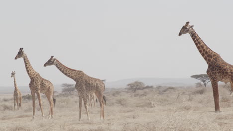 a tower of healthy giraffes walking across the dry plains of tanzania