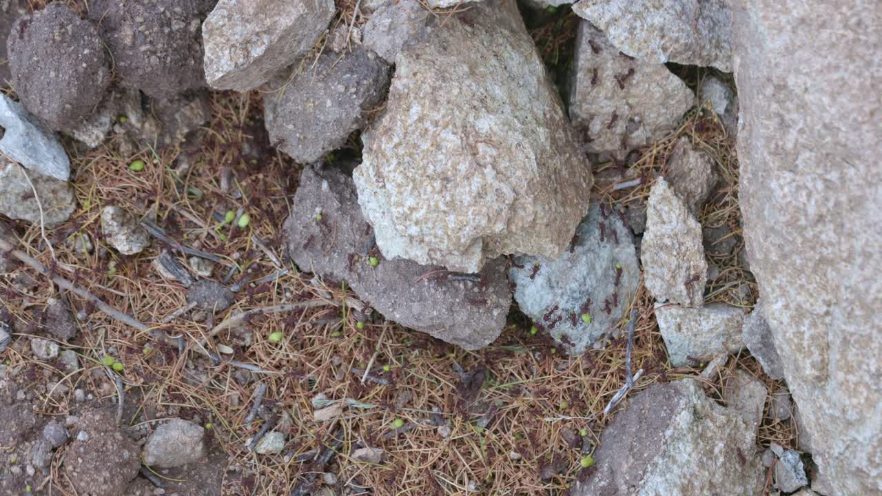 hormigas cosechadoras trabajan entre rocas, concepto de trabajo en equipo