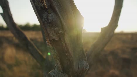 slow-pan-up-shot-of-a-dead-tree-in-the-african-wilderness-on-a-very-hot-and-sunny-day