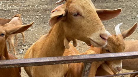 Gran-Rebaño-De-Lindas-Cabras,-Animales-Acuden-A-Una-Granja-En-España,-De-La-Granja-A-La-Mesa,-Agricultura-Ecológica,-Toma-De-4k