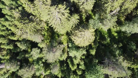 Ojo-De-Pájaro-Con-Inclinación-Para-Revelar-La-Ciudad-De-Førde-En-Un-Hermoso-Día-De-Verano,-Comenzando-Con-Una-Vista-Aérea-De-Arriba-Hacia-Abajo-Del-Denso-Bosque-De-Pinos-Antes-De-Revelar-Una-Vista-Panorámica-De-La-Ciudad-De-Førde---Antena-De-Noruega