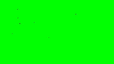 flight of a black raven crow on a green background chromakey footge seamless loop black birds flying from right bottom to top left small birds