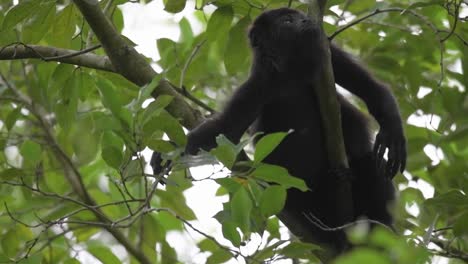 mira a un juguetón mono aullador explorar su hábitat frondoso