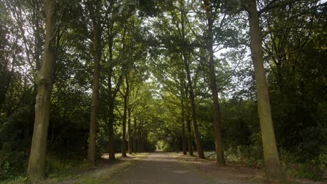 view-up-the-tree-lined-walkway-at-Carsington-Water-viewing-area