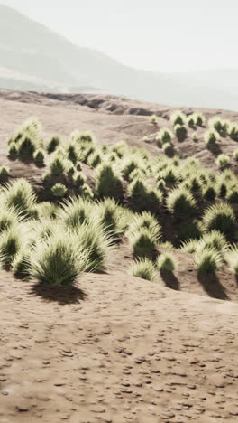 bush in semi desert large wasteland