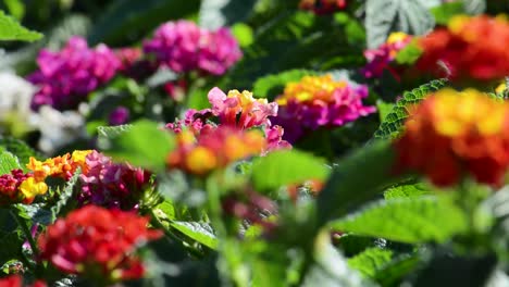 Abejorro-Vuela-Alrededor-Y-Poliniza-Hermosas-Flores-De-Jardín-Rojas-Y-Moradas-De-Cerca