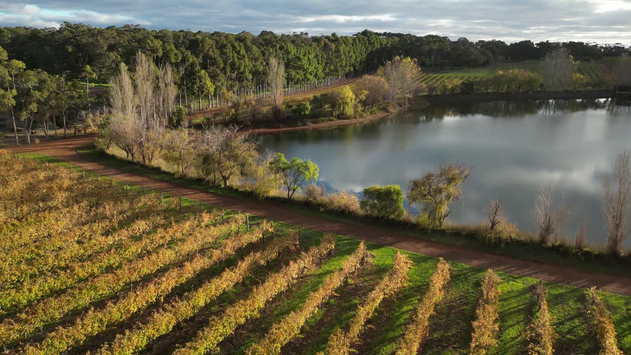 Plano cinematográfico reverso de lago idílico e fileiras de vinhedos iluminadas ao pôr do sol dourado na Austrália Ocidental